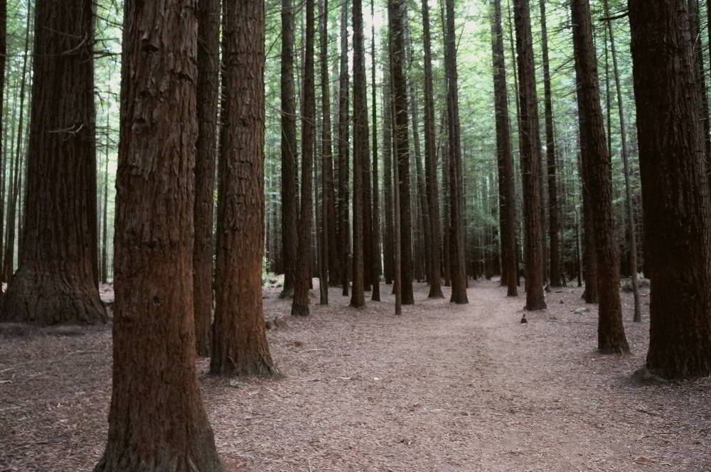 Rotorua - Redwoods - New Zealand