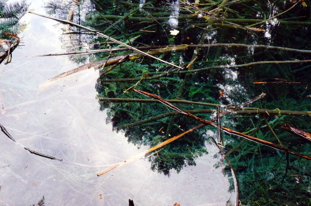 Rotorua - Redwoods - New Zealand