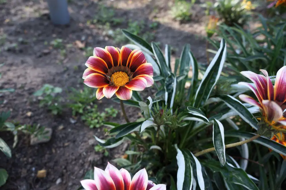 Cerro Santa Lucia - Flowers