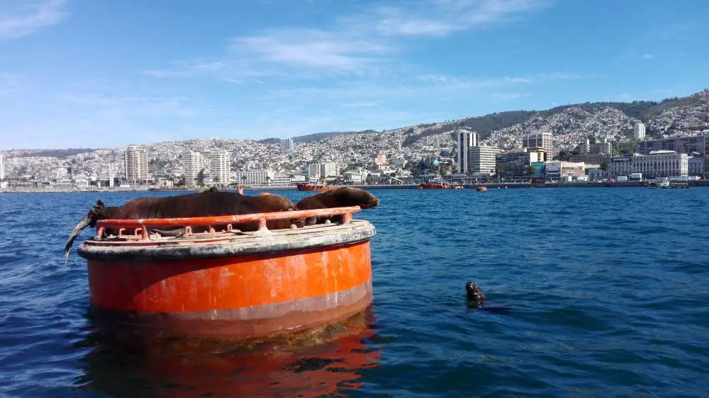Valparaíso - Sea lions