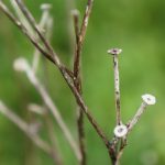 Small branches in nature
