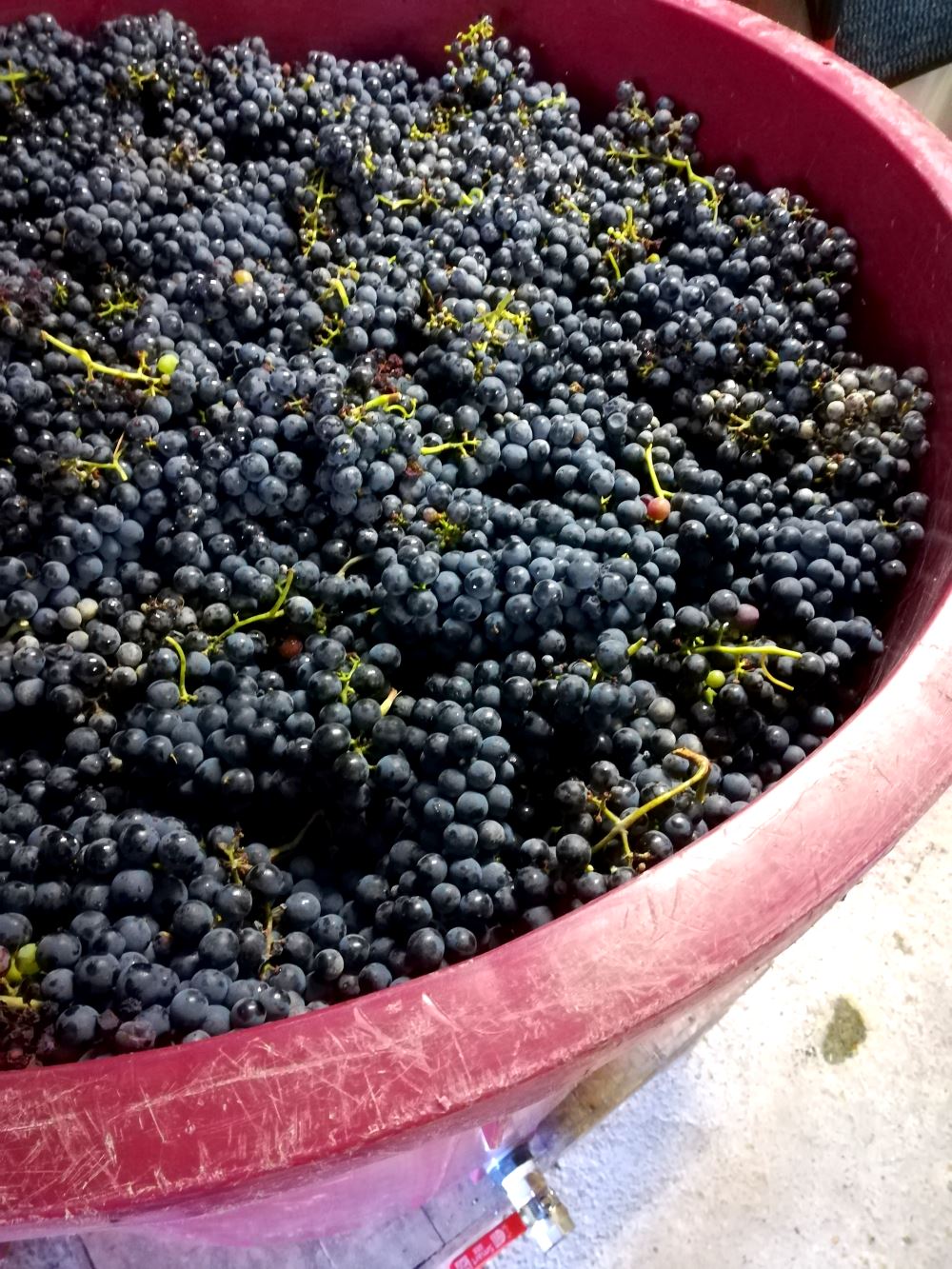 Vessel full of grapes