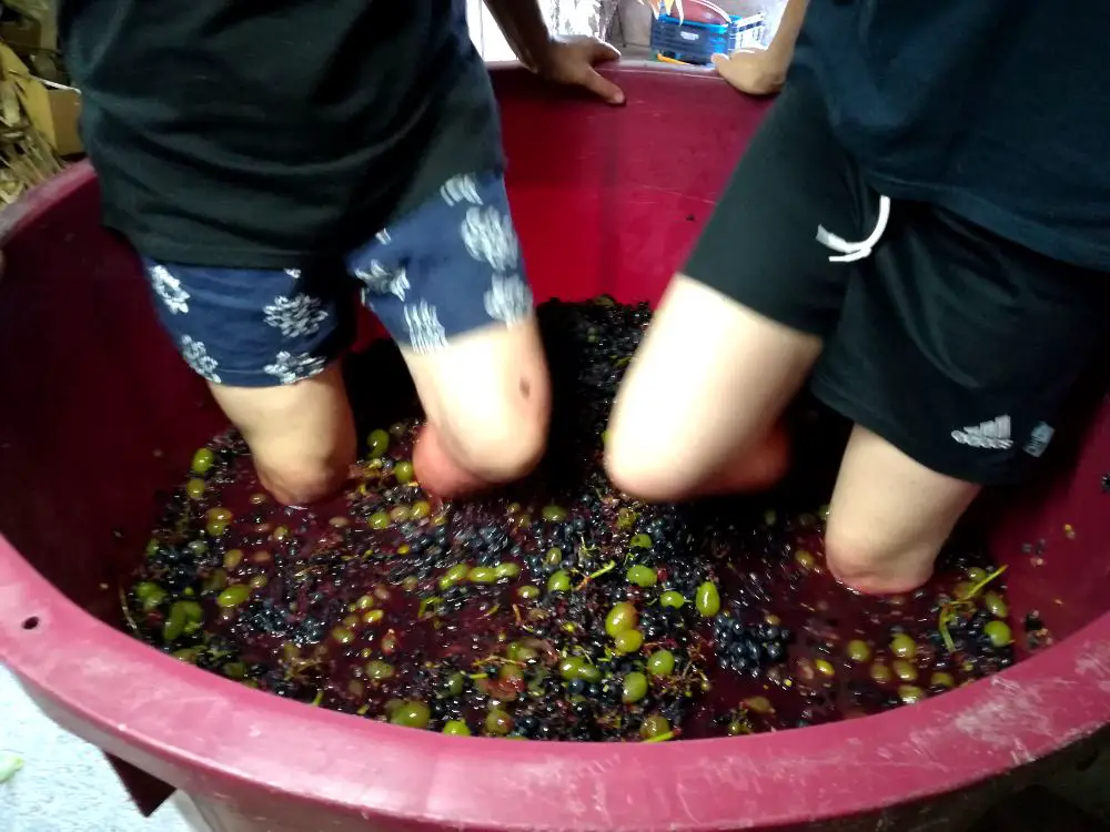 Stomping on grapes